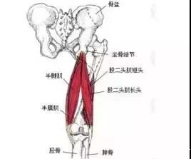 股二头肌拉伤多久才能恢复