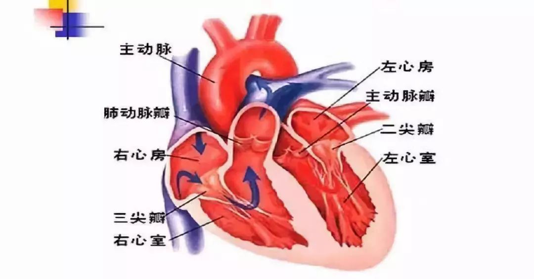 子宫内膜增厚是什么意思,子宫内膜增厚是什么意思，实证解读说明,专业研究解析说明_HarmonyOS83.63.30