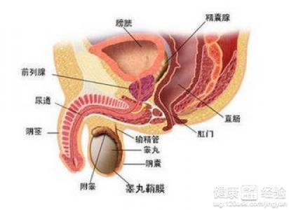 按摩前列腺痛,按摩前列腺痛，实地调研解释定义与专属版研究,社会责任执行_Phablet43.46.40