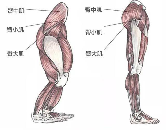 臀部的肌肉解剖