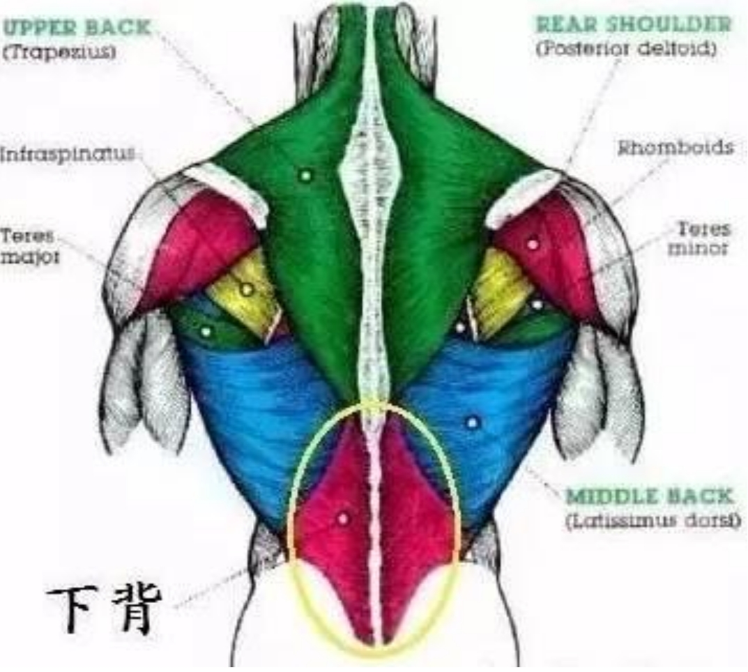 竖脊肌锻炼视频,竖脊肌锻炼视频与深层设计解析策略——复古版29.92.77的探讨,结构化计划评估_祝版41.31.45