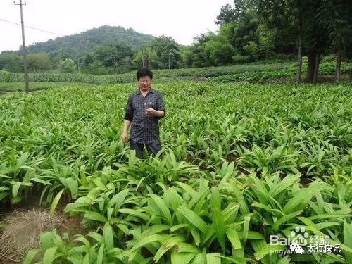 中草药的种植方法,中草药的种植方法与实时信息解析说明,实地考察数据解析_粉丝款90.77.94