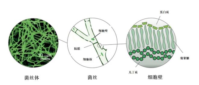 毛竹的肉垫具有什么作用