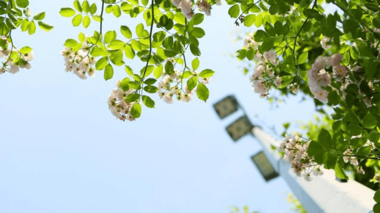 澳门野花必中三肖