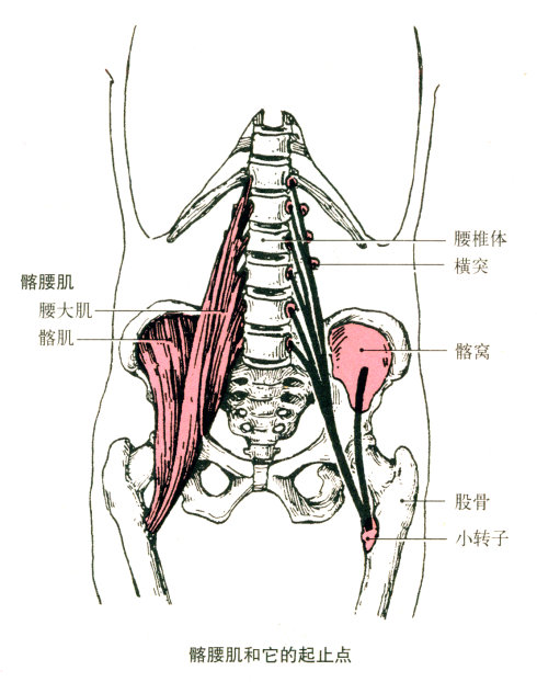 臀部肌肉分布