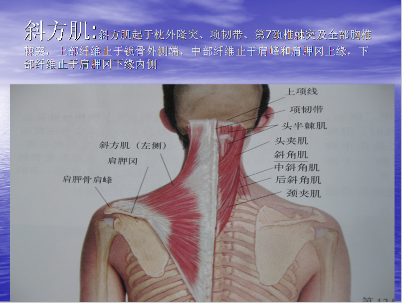 全身肌肉解剖图谱