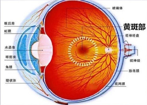 眼睛看东西有黑影飘动是怎么回事