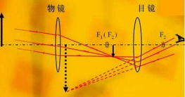 目镜和物镜起什么作用