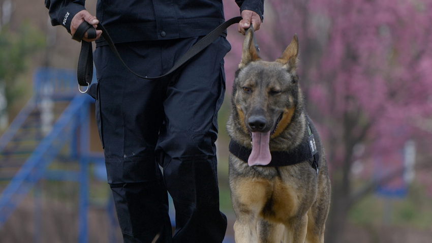 云南一警犬连续4周被基地“通报”