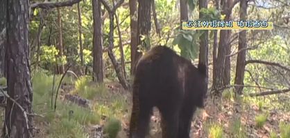 是的，目击者在路边拍到了野生东北虎捕食野猪的场景。野生东北虎是猫科动物中的佼佼者，它们拥有强大的力量和敏捷的身手，善于捕猎。野猪则是它们常见的猎物之一。在这样的场景中，野生东北虎展现出了它们的狩猎技巧和天赋本能。整个过程非常惊险刺激，也提醒人们要尊重自然、保护野生动物。