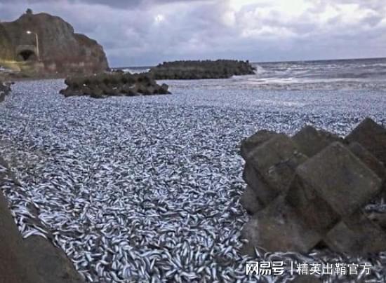 日本北海道一沙滩现大量死鱼