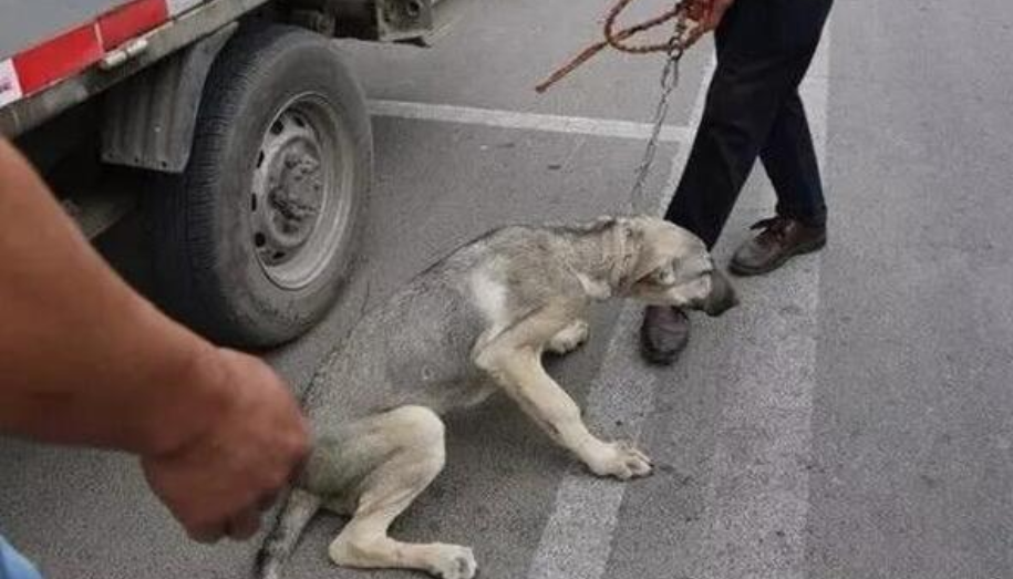 “兔子警官”下班引路人围观拍照