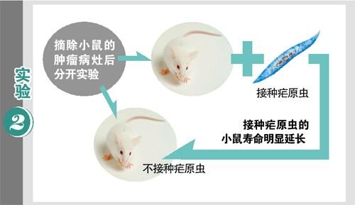 美国研究发现针对恶性疟原虫的新抗体