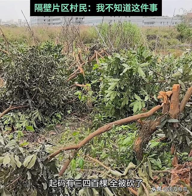 福州村民上百棵果树一夜被砍光