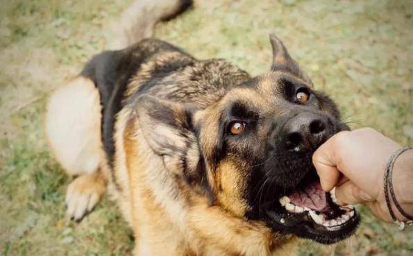 四川巴中恶犬逃窜袭击多人