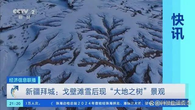 新疆雪后现大地之树