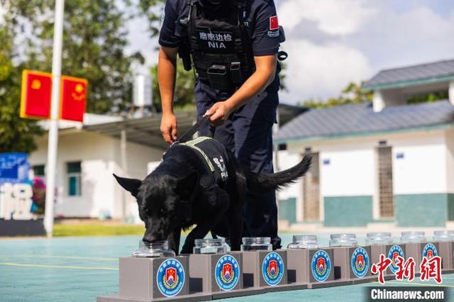 云南一警犬连续4周被基地“通报”