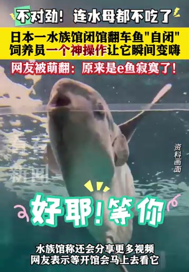 日本水族馆翻车鱼因没游客自闭